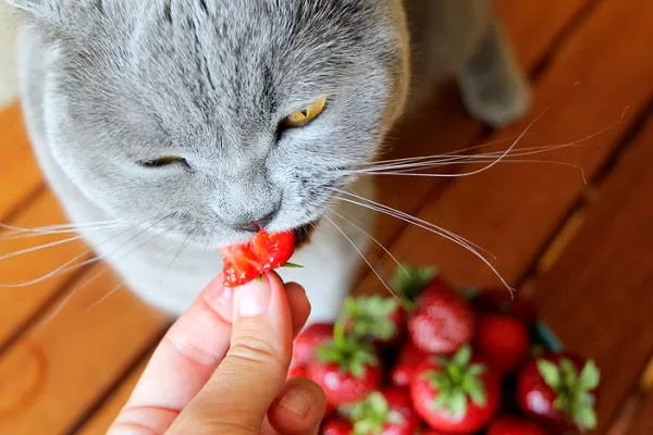 Katze frisst Erdbeere