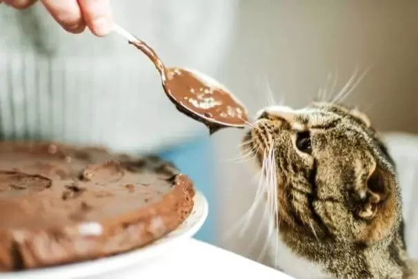 Katze verweigert Süßigkeiten