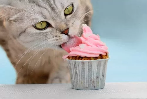 Katze frisst Süßigkeiten