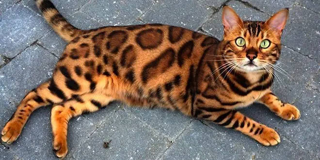 Bengalische Katze mit ausgeprägtem Fell Gato Bengalí de Pelagem Exótica