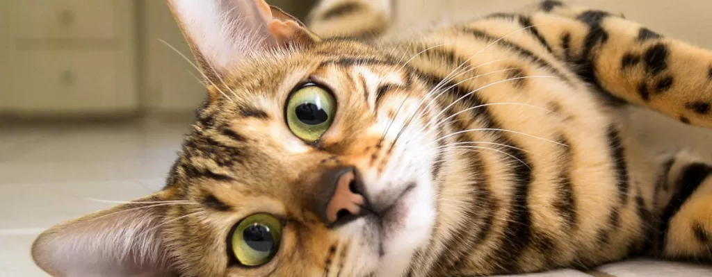 Die faszinierende Bengali-Katzenrasse: Schönheit und Verhalten