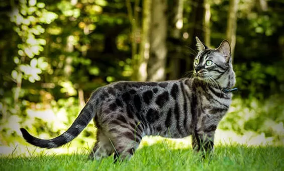 Abenteuer mit der Bengali-Katze Die faszinierende Bengali-Katzenrasse: Schönheit und Verhalten
