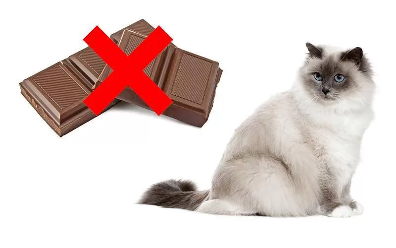 Katze kann keine Schokolade essen