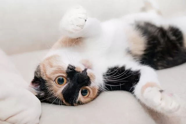 liegende Katze