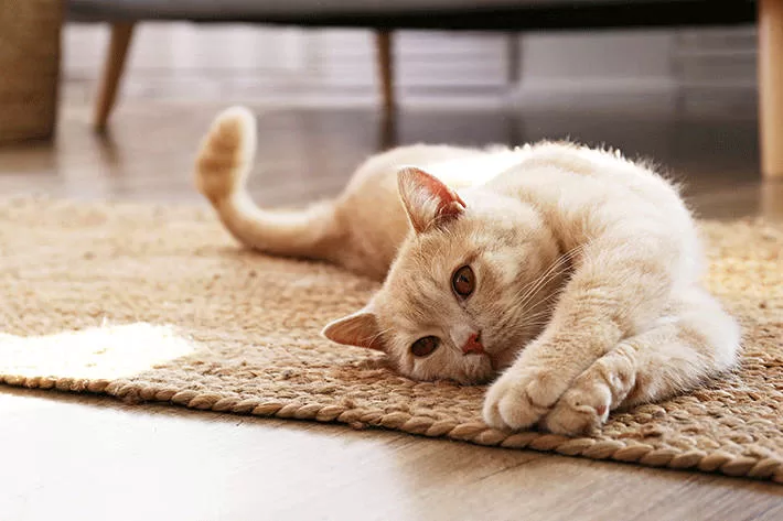 Katze liegt auf dem Sofa