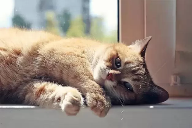 Das Rätsel lösen: Warum schnurren Katzen? Jetzt verstehen!