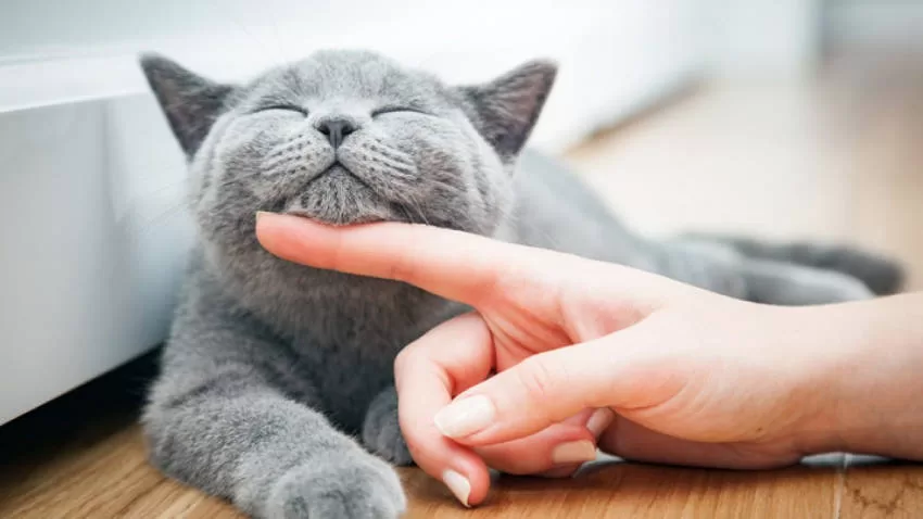 Das Rätsel lösen: Warum schnurren Katzen? Jetzt verstehen!