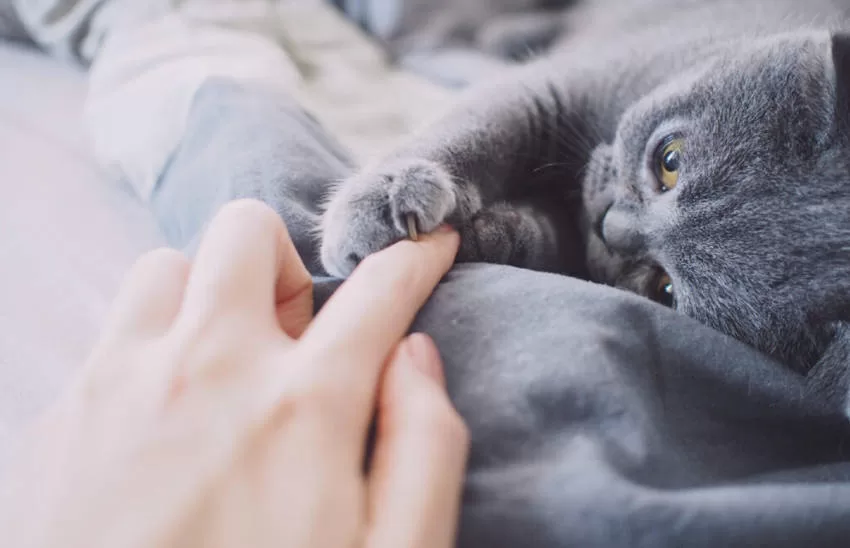Das Rätsel lösen: Warum schnurren Katzen? Jetzt verstehen!