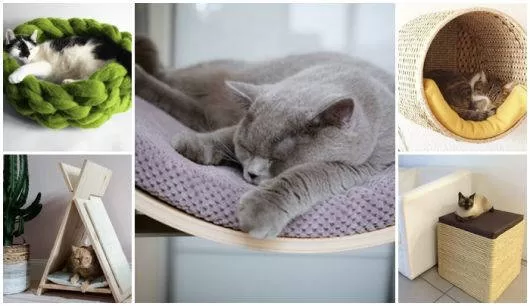 Mehrere Kätzchen liegen, eines auf einem grünen Kissen als Dekoration für Katzen