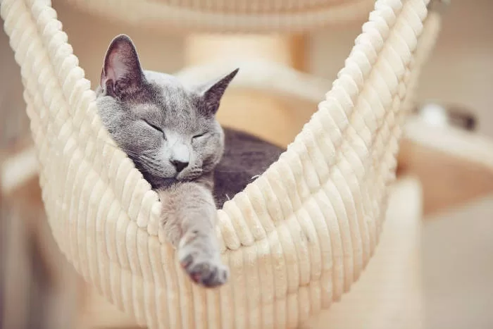 Katze schläft in ihrer Katzenhängematte