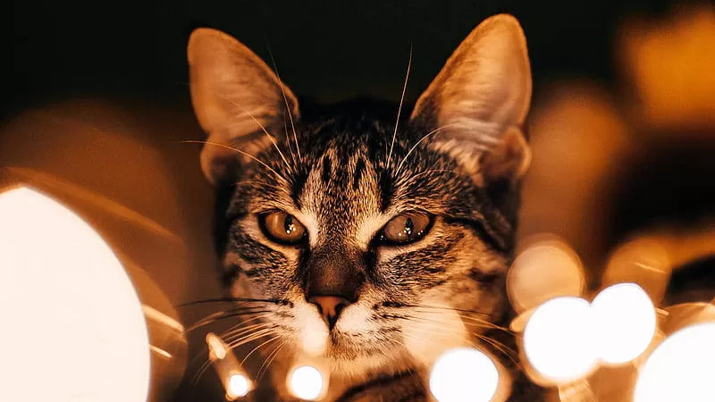 Katzen und Spiritualität: Die kulturellen Bedeutungen entschlüsseln