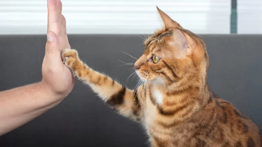 Wie man eine Katze trainiert – Effektive Tipps und Tricks