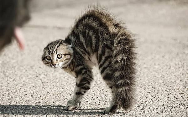 wütende Katze auf der Straße