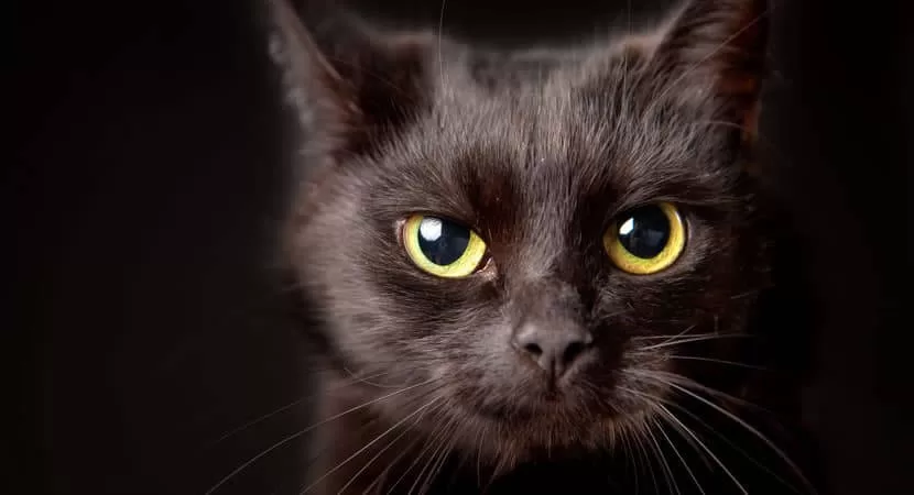 Entdecken Sie auf dieser fesselnden Reise die tiefe Verbindung zwischen Katzen, Spiritualität und Mysterium. Bild: Schwarze Katze mit hektischem und tiefem Blick, bereit zum Angriff.
