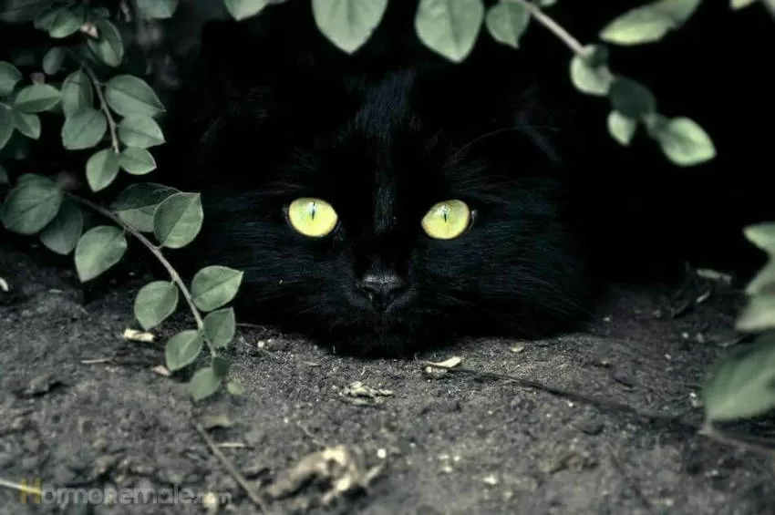 schwarze Katze im Busch