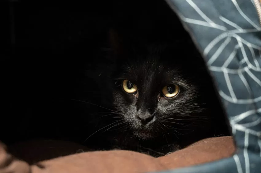 Entdecken Sie die Wahrheit über Rassismus und Aberglauben rund um schwarze Katzen. Lassen Sie sich überraschen!
