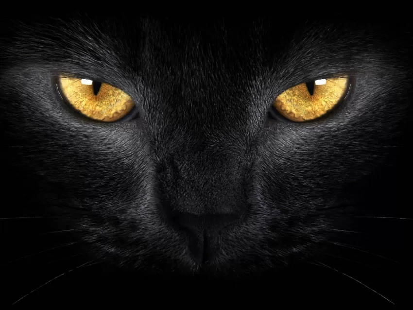 Katzenaugen