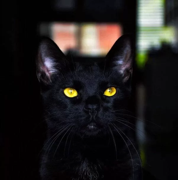 schwarze Katze mit gelben Augen