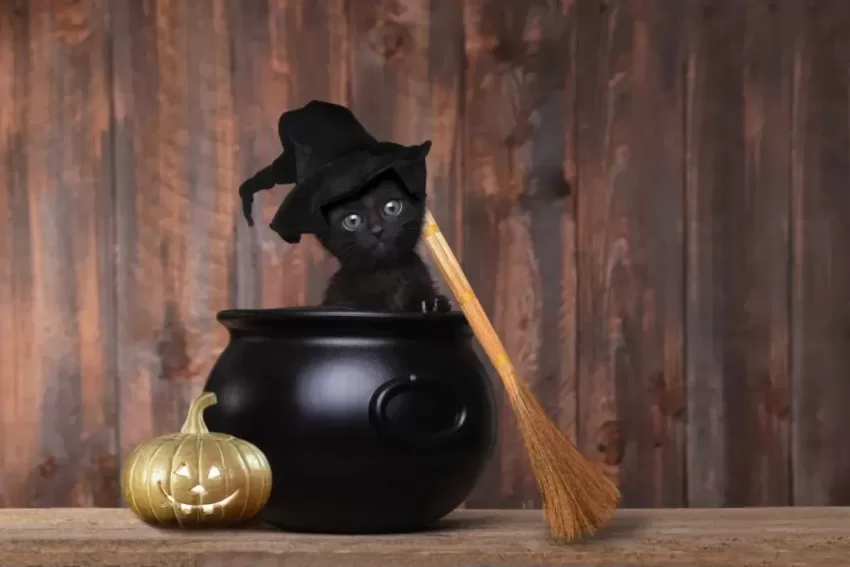 Entdecken Sie die Wahrheit über Rassismus und Aberglauben rund um schwarze Katzen. Lassen Sie sich überraschen!
