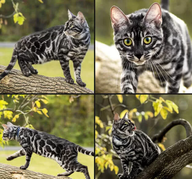 Bengali mit Farbmustern Padrões de Cores Cativantes em Bengalís
