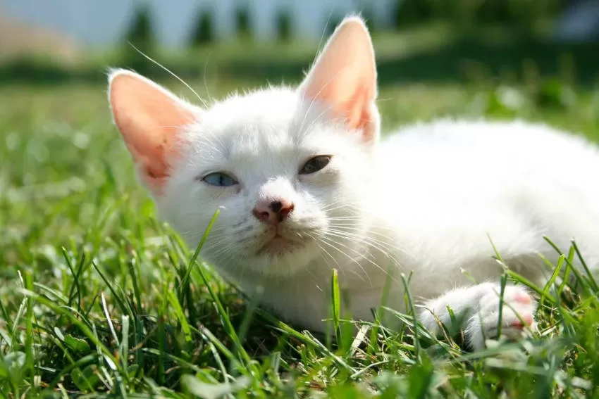 weiße Katze im Gras