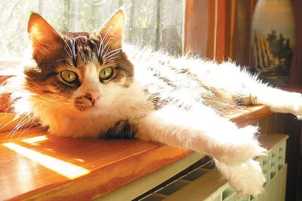 Pelzkatze am Fenster