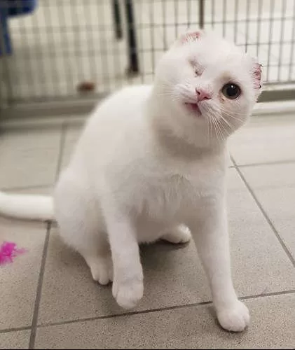 Weiße Katze mit schweren Verletzungen: Schützen Sie Ihre Katze vor Sonnenbrand