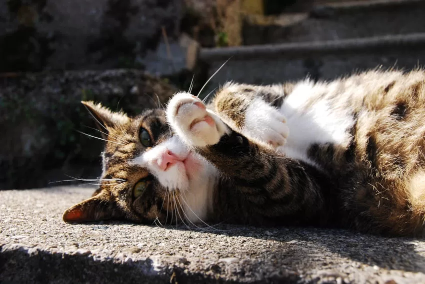 Katze liegt auf dem Bürgersteig
