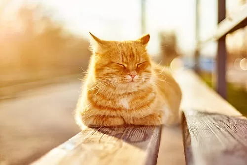 Katze schaut aus dem Fenster in die Sonne