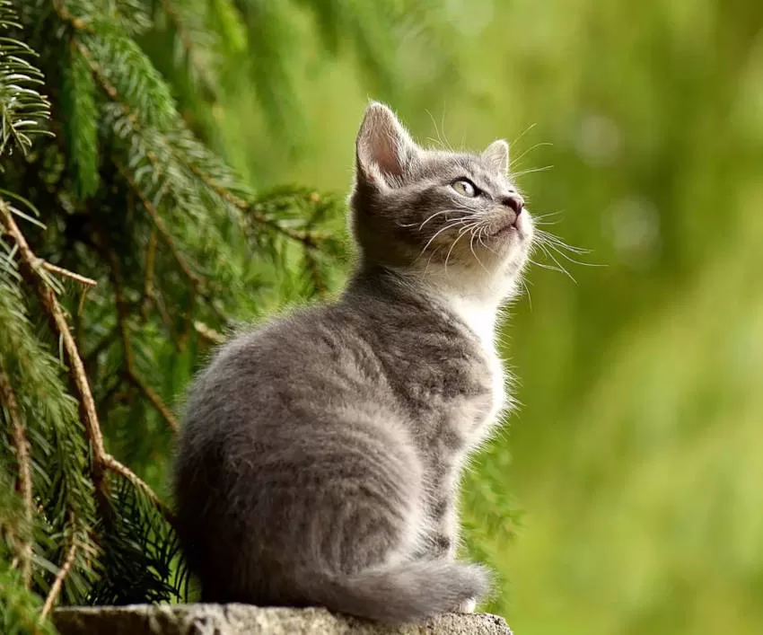 Grundpflege: Glückliche und gesunde Katze mit wichtigen Tipps