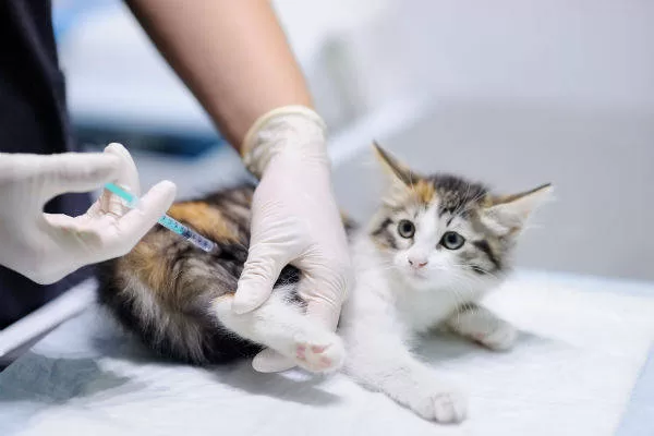 Sorgen Sie für ein glückliches Leben: Machen Sie Ihrer Katze nach und nach neue Freunde bekannt. Erleben Sie Ruhe und Vertrauen bei der tierärztlichen Versorgung. Erfahren Sie, wie Sie eine reibungslose Integration mit anderen Tieren und Kindern fördern.