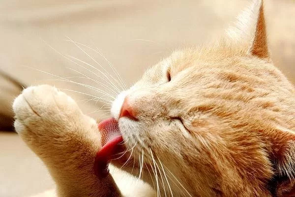 Hygiene für Katzen