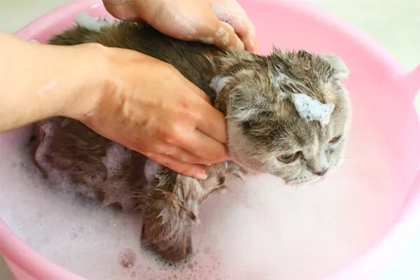 Tipps zur Katzenhygiene