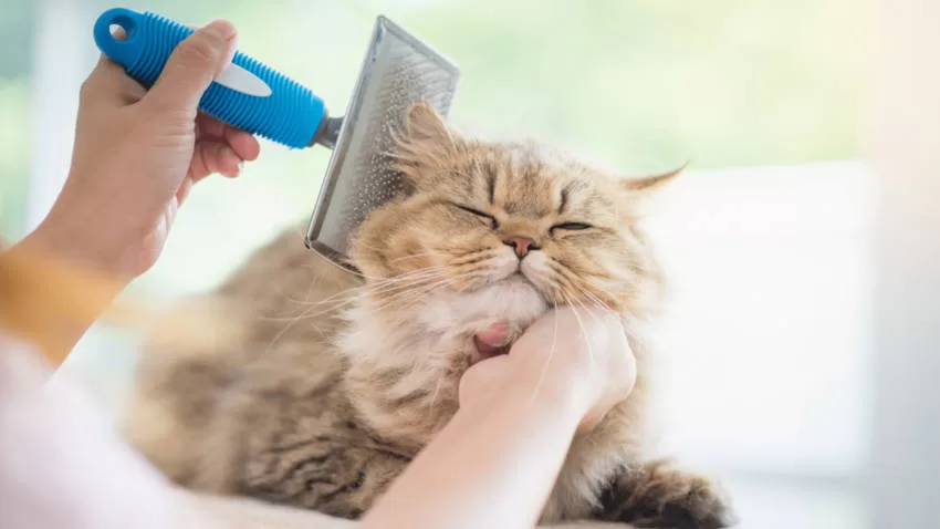 Tipps zur Katzenhygiene