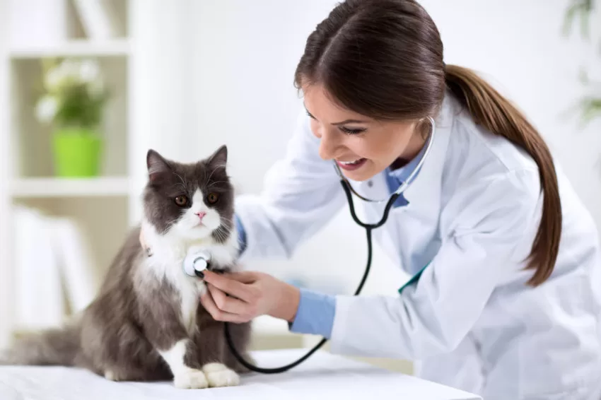 Medizinische Gesundheitstipps zur Untersuchung von Kätzchen
