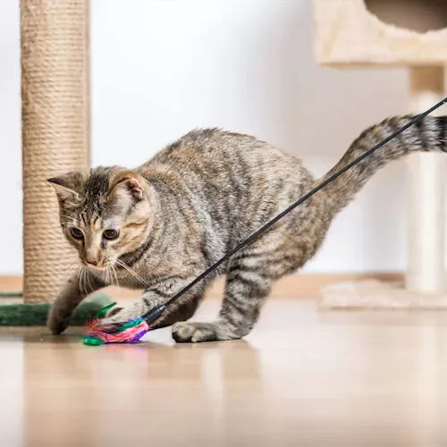 Katze spielt mit elastischem Spielspielzeug