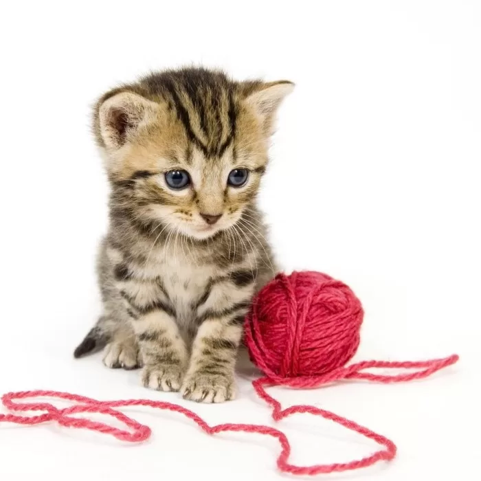 Katzen lieben es zu spielen: Auf dem Bild sehen wir ein Kätzchen mit seinem roten Schnurball