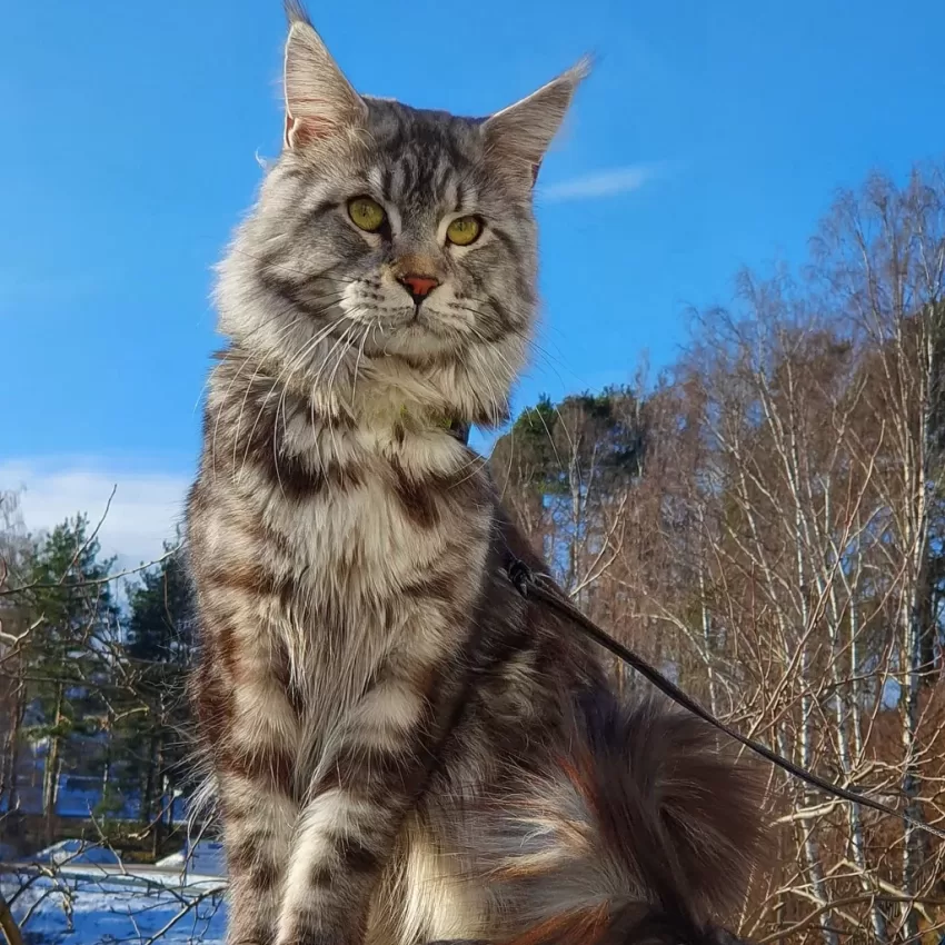 Persönlichkeit einer Maine-Katze mit ihrer Leine, die im Park spaziert