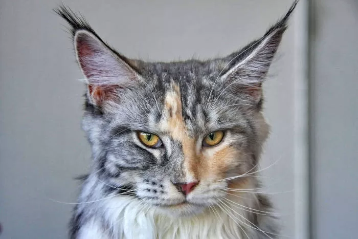 Maine Coon mit starken Augen und einzigartiger Fellfarbe