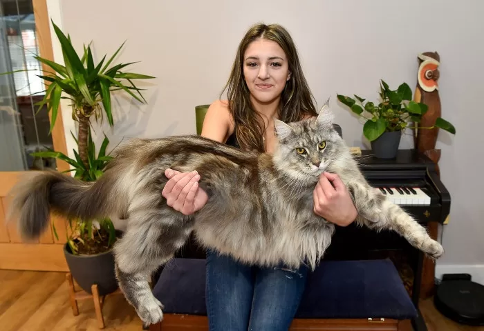 Die Maine-Katze sitzt auf dem Schoß ihres Besitzers und passt kaum in ihre Arme.