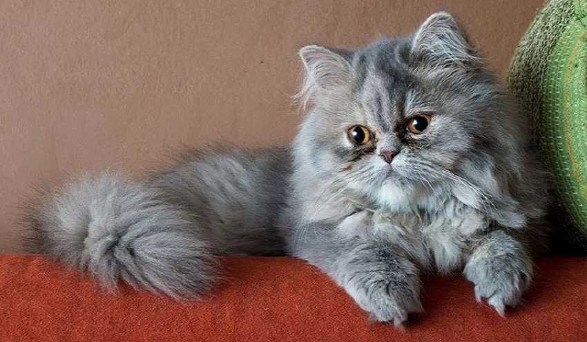 Himalaya-Perserkatze