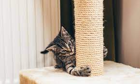 langer zylindrischer Schaber mit Kratzkatze. Kratzbaum für Katzen: Tipps und beste Optionen