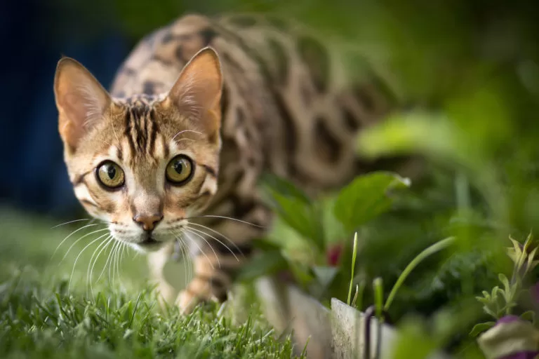 wilde Katze