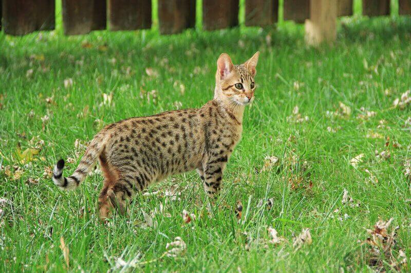 wilde Katze