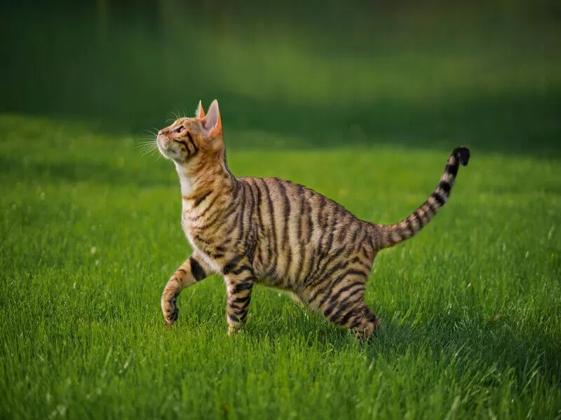 wilde Katze