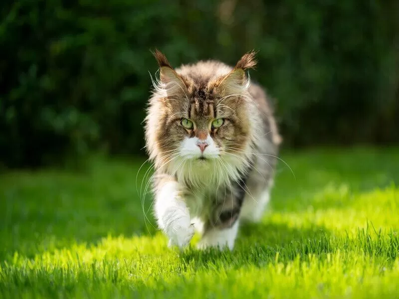 wilde Katze