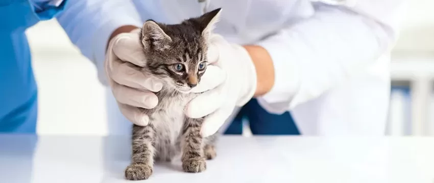 Sterilisation