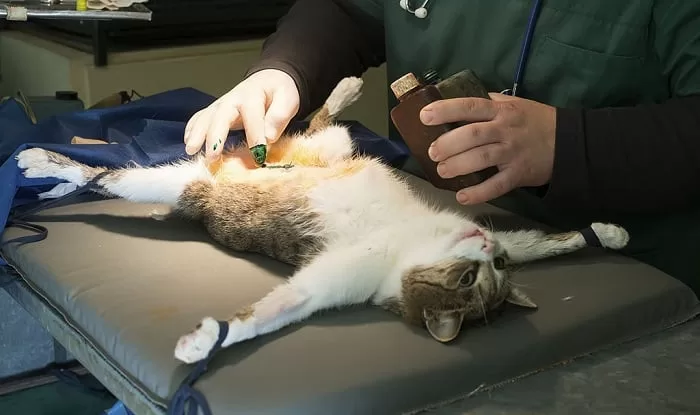Sterilisation