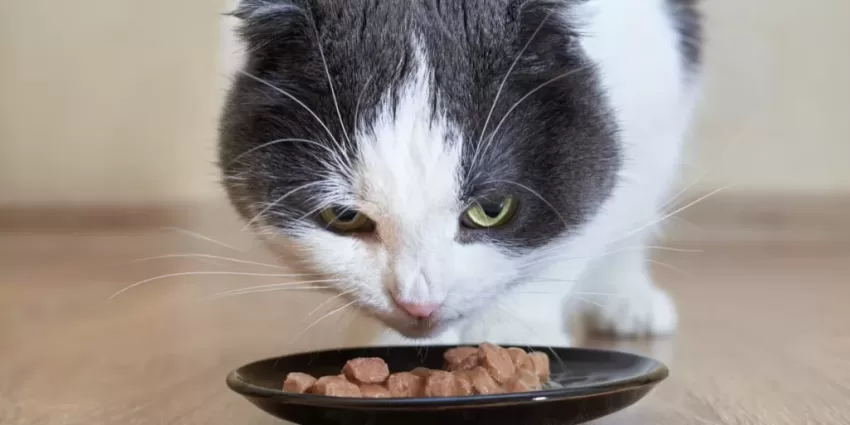 Katzengemüse