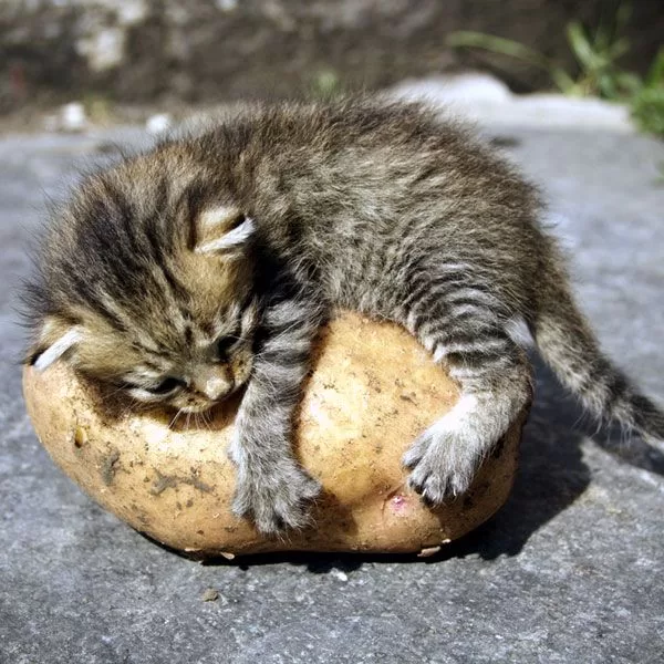 Katzengemüse